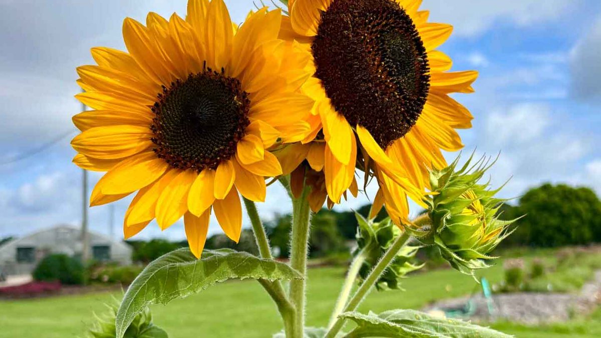 NC State Horticultural Science (@ncstatehort) on Twitter photo 💐 Exciting news! Explore the new U.S. Floral Industry Sustainability Survey, funded by the <a href="/FloralEndowment/">American Floral Endowment</a>'s #Sustainabloom program and conducted by <a href="/NCStateCALS/">NC State College of Agriculture and Life Sciences</a>, which dives into #sustainability trends in the #floriculture industry.
🌼 bit.ly/3IHc4oX 💐 Exciting news! Explore the new U.S. Floral Industry Sustainability Survey, funded by the <a href="/FloralEndowment/">American Floral Endowment</a>'s #Sustainabloom program and conducted by <a href="/NCStateCALS/">NC State College of Agriculture and Life Sciences</a>, which dives into #sustainability trends in the #floriculture industry.
🌼 bit.ly/3IHc4oX