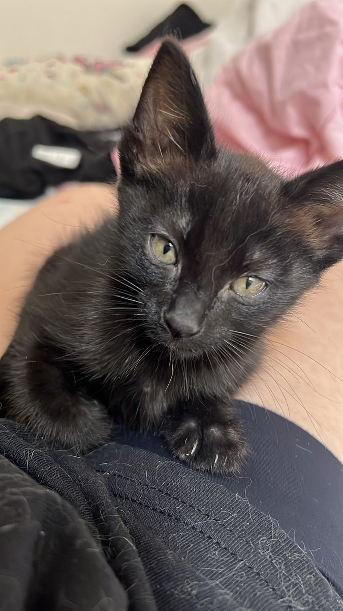 happymusarana's tweet photo. @elcristianrojas Los primeros cuatro son de izquierda a derecha Gojira, Pelusita, Castiel y Salem,  después está Cascabelito y finalizamos con Jiji Lucrecia de la Chispita ☺️ https://t.co/L4A4mKR8gr