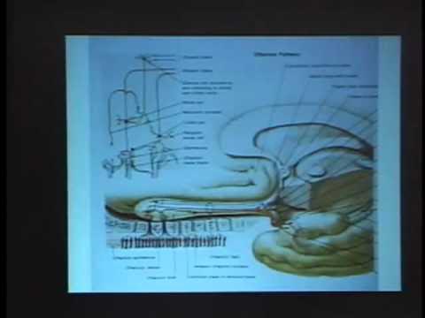 Mike Godfrey, MD reviews the adverse effects of mercury fillings IAOMT L.V. 2007. Mike Godfrey, MD talks about mercury fillings and the side-effects of using them in this video. He goes on to talk about the problems that it causes, and even relates his personal experience.