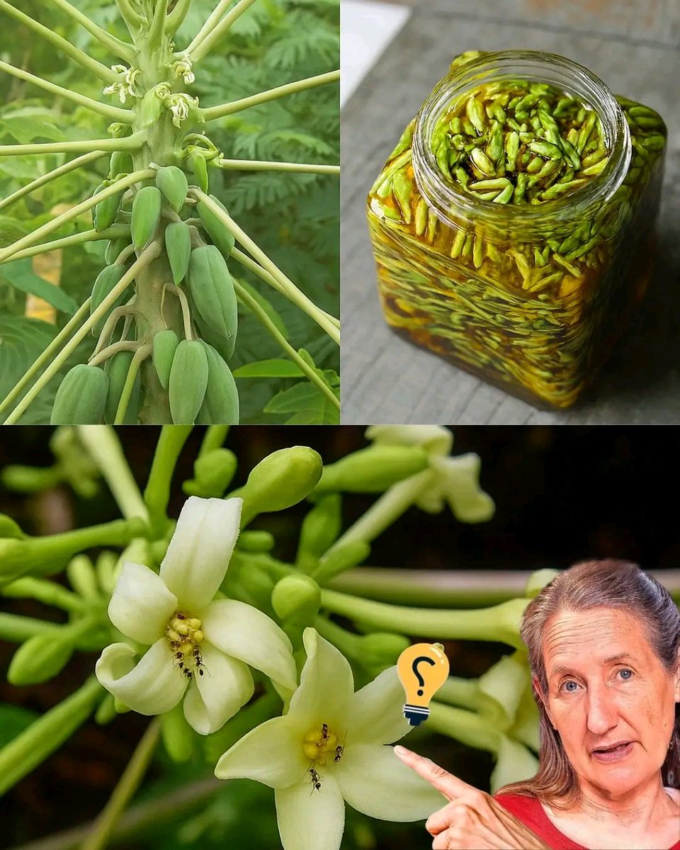 diharagirimana's tweet image. Amazing Health Benefits of Papaya Flowers: A Jar of Papaya Flowers in Honey Can Help Your Whole Family Anytime