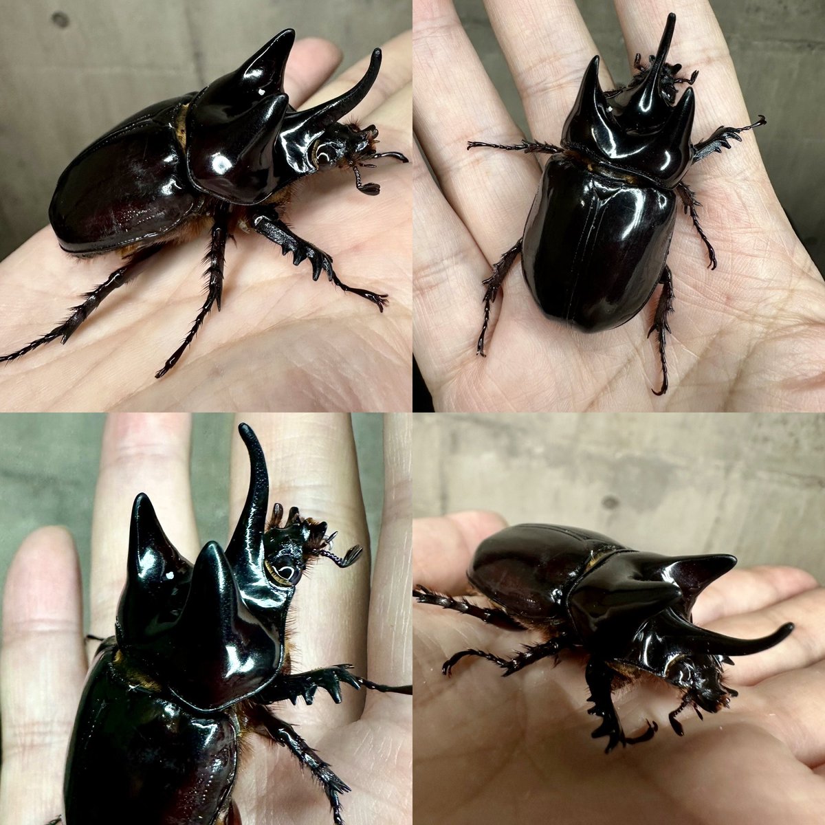 lbjkhomac's tweet image. 🔻新着メキシコ便より
▪️Strategus longichomperus
Strategus属(ミツノカブト)で正規に輸入販売できる大型種はロンギチョンペルスだけ…