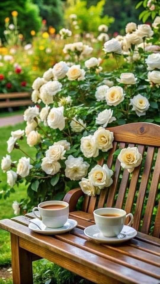 SoyyoMarisa's tweet image. Hora de mi cafelito ☕️☕️
Feliz tarde a casi todos.🌹😘