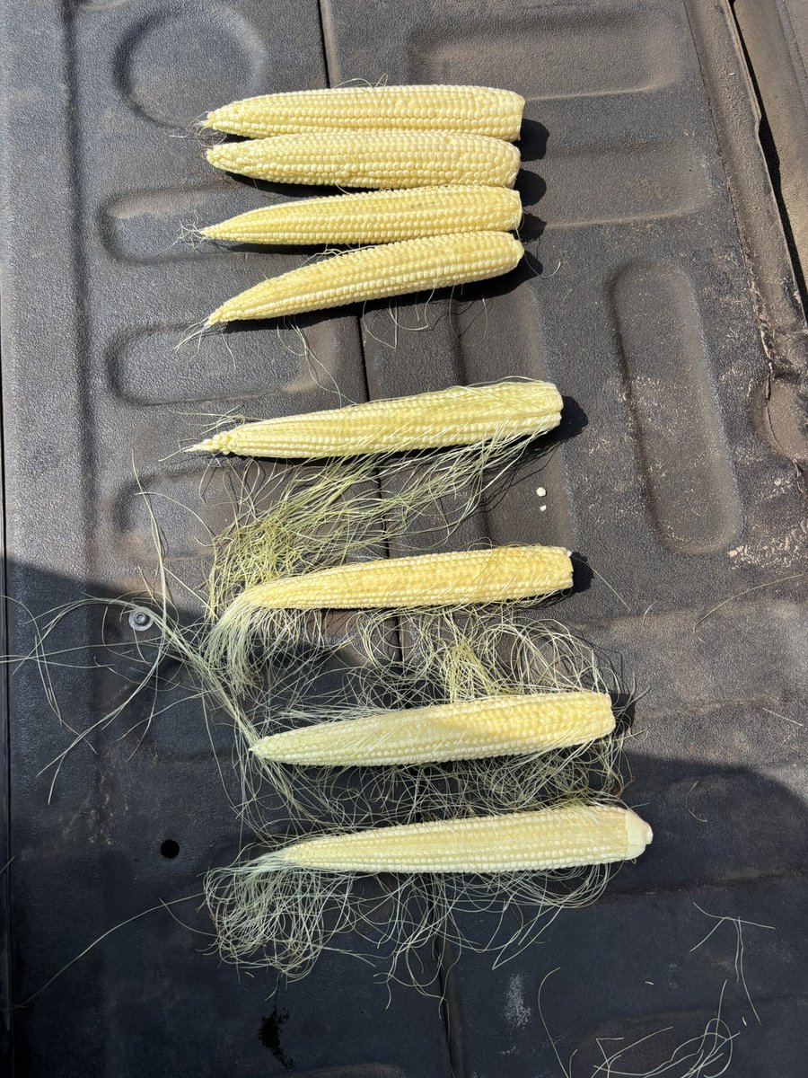 wapp56's tweet image. 112 day Wyckoff 2656 is done shedding pollen. The P13777 has the smallest amount shedding. Will it be enough to finish what the neighbor hybrid most likely started? IDK