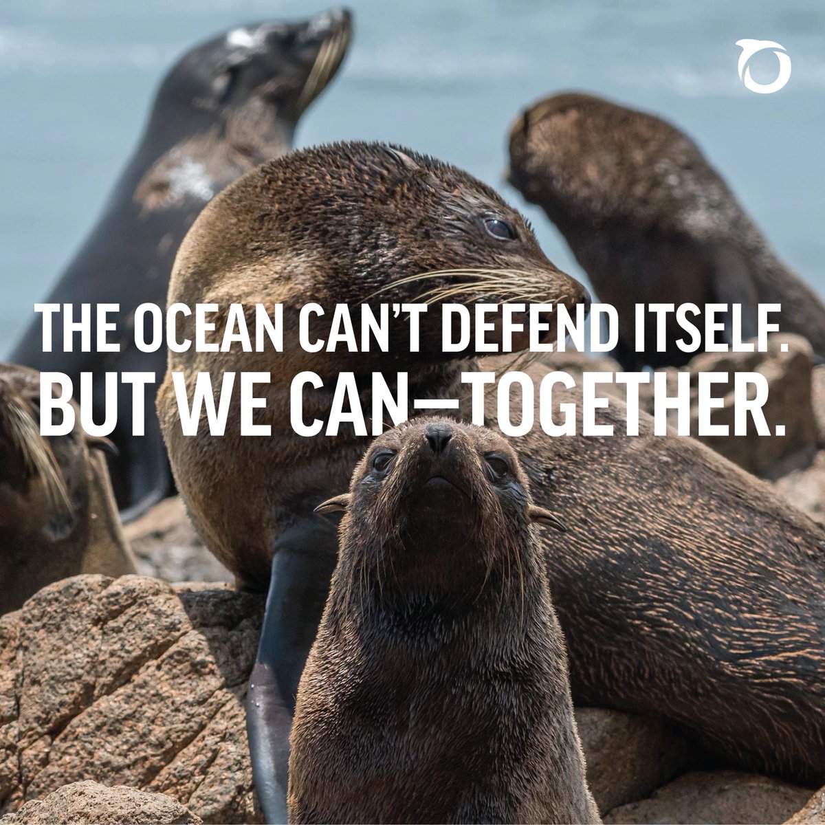 oceana's tweet image. What does 23 years of ocean protection look like? 🌊
✔️ Over 4 million square miles of ocean protected
✔️Over 325 victories for oceans and threatened species
But the fight is far from over, and we need you with us. Help us defend what we’ve built—together.…