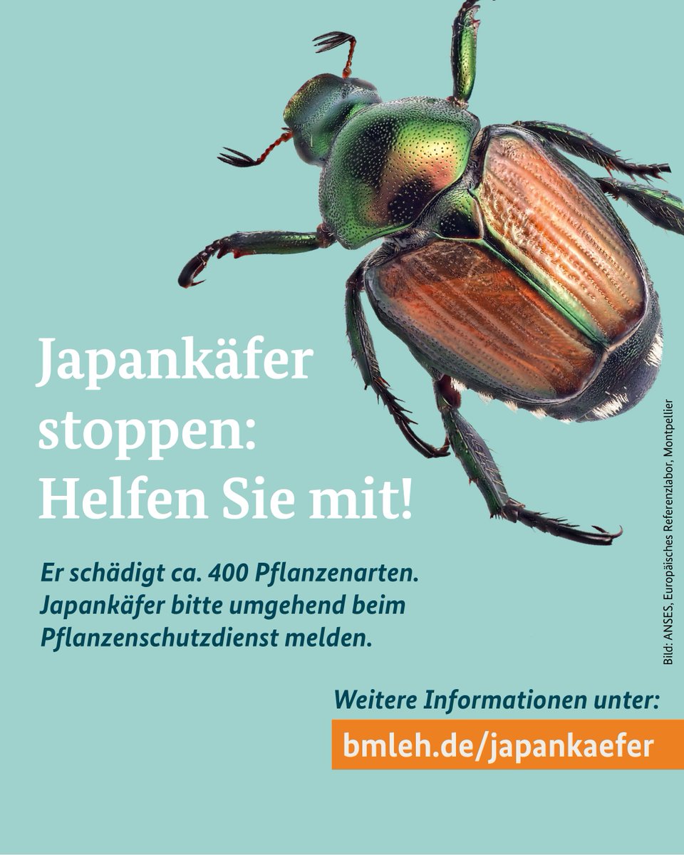 BMLEH_Bund's tweet image. Sommerzeit ☀️ = Reisezeit ⛱️
Doch mit Koffern, Campingzubehör oder Pflanzen kann ein ungewollter Gast mitreisen: der #Japankäfer. Wir bitten Reisende um Achtsamkeit und darum, keine Pflanzen, keine Erde & keine Samen mitzubringen.
Mehr Infos ➡️ bmleh.de/japankaefer