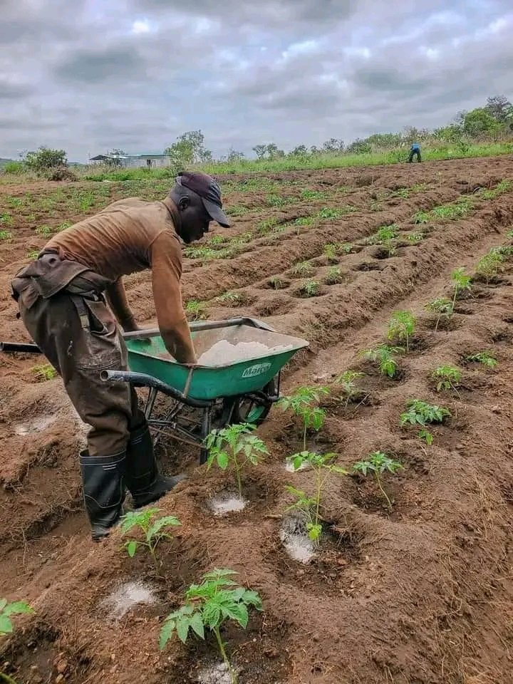 diharagirimana's tweet image. Did you know that ash, often considered waste, can be a valuable ally in your fields?
Here are 5 reasons to incorporate ash into your farming practices
1️⃣ Improves soil fertility
2️⃣ Reduces parasites
3️⃣ Stimulates plant growth
4️⃣ Fight against nematodes
5️⃣ Economical and…