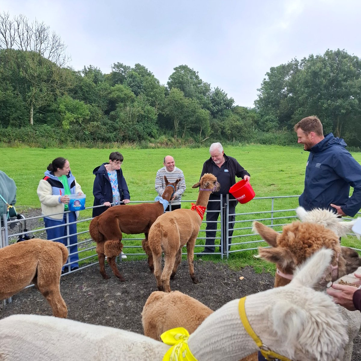 WesternHSCTrust's tweet image. Evergreen Day Centre are enjoying their Summer fun with a trip to the North Coast Alpaca Farm along with a picnic! ☀️