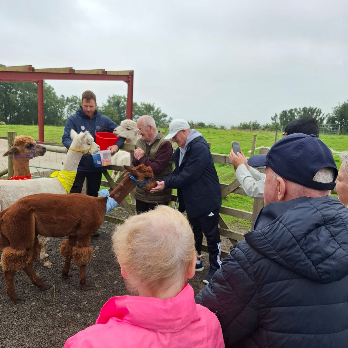 WesternHSCTrust's tweet image. Evergreen Day Centre are enjoying their Summer fun with a trip to the North Coast Alpaca Farm along with a picnic! ☀️