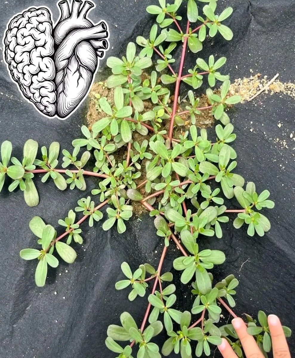 diharagirimana's tweet image. This plant is an incredible source of support for both your brain and heart, yet it’s often overlooked as just another weed.
