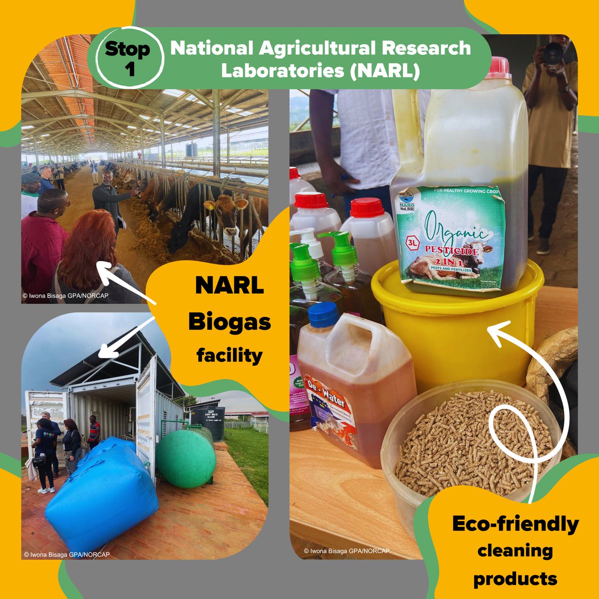 EnergyGPA's tweet image. From Waste to Energy and Clean Living: A Glimpse into Uganda’s Bioenergy Innovation 🔥As part of the Global Bioenergy Week by @FAO, @IwonaBisaga Clean Cooking Lead GPA/@NORCAPweb had the opportunity to visit two facilities that are redefining waste, energy, and sustainability.⬇️