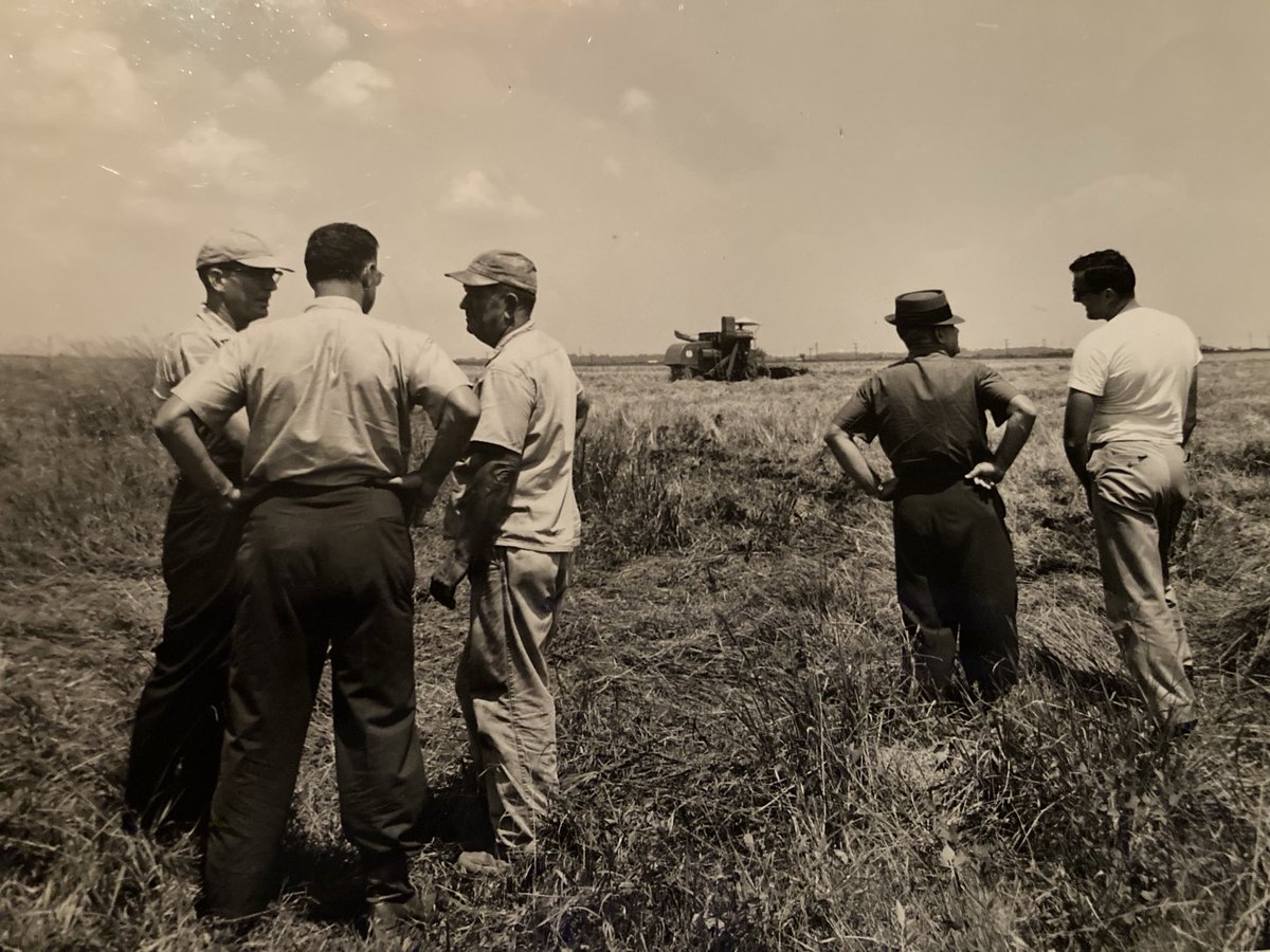 allyrose425's tweet image. My grandfather E.C. “Buster” Farrell (third from right) and his brothers in the rice fields of Brazoria County, Texas…