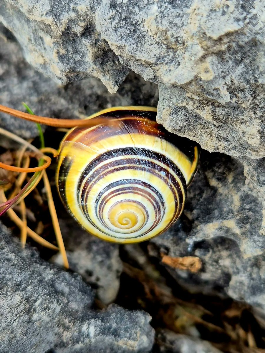cormac_mcginley's tweet image. A wee snail tucked under a Burren limestone ledge. This individual has a gorgeous triple spiral pattern on its shell. 
County Clare, Ireland.