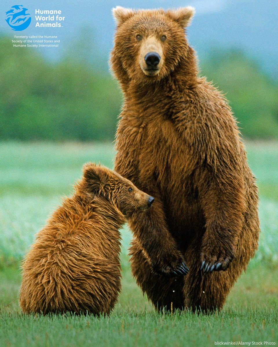humaneworldorg's tweet image. Grizzly bears need your help!
Grizzly bears are making a comeback from the brink of extinction thanks to the Endangered Species Act, but now those same protections are under attack in Congress. And we need your help to fight back! Speak up for grizzly bears NOW:…