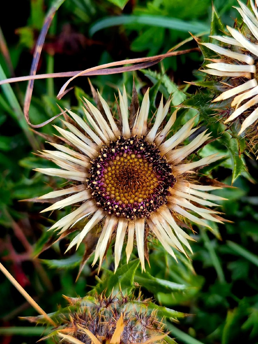 cormac_mcginley's tweet image. A Carline thistle (Carlina vulgaris) flower. 
County Clare, Ireland.