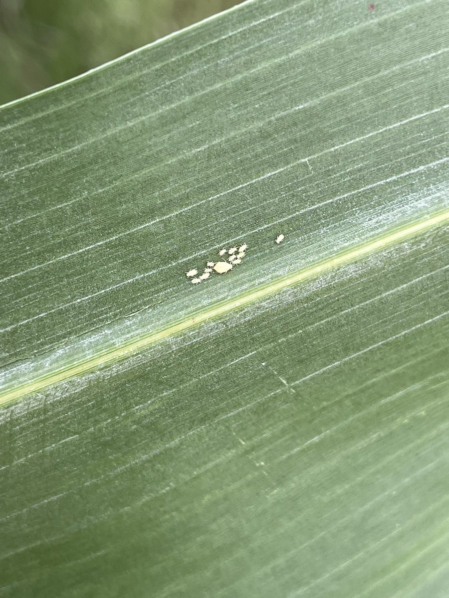 Jeff Seiler tweet media