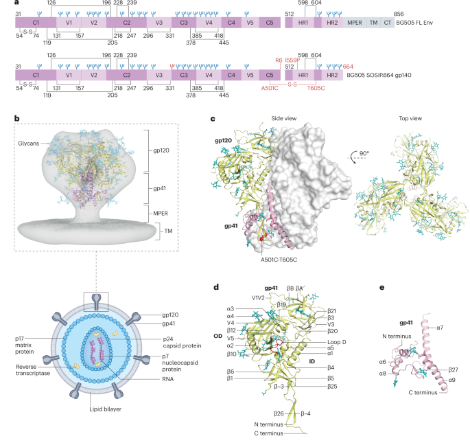 NatureRevMicro's tweet image. New online! The HIV-1 envelope glycoprotein: structure, function and interactions with neutralizing antibodies nature.com/articles/s4157…