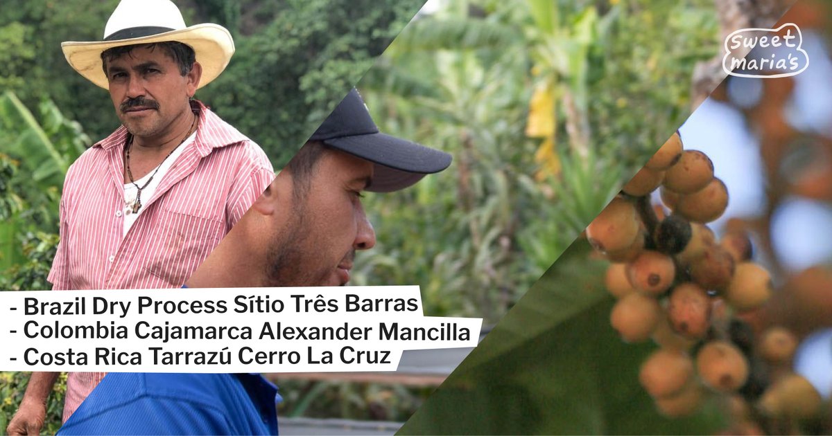 A cocoa-laced Brazilian dry process, a mild, nutty Colombian coffee, and a sweet, versatile Costa Rican lot are today's latest additions. 🌱

Shop now: sweetmarias.com/catalogsearch/…