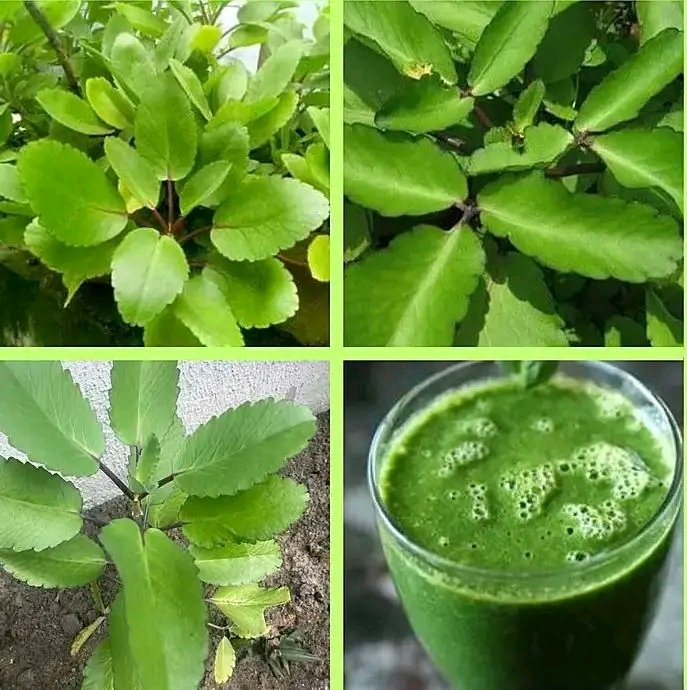 diharagirimana's tweet image. Have you heard of the “Miracle Leaf”? this plant has been used traditionally for generations yet most people don’t know how to use it properly.