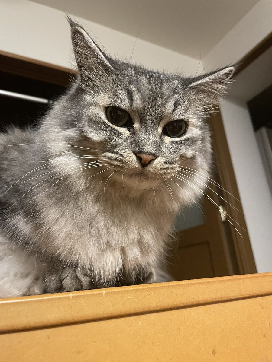Perry_zo's tweet image. 帰宅しました！
猫はちょっと拗ねてます😂