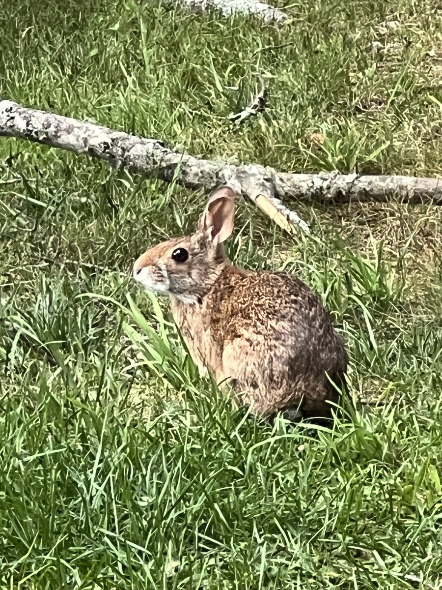 My current social life living in the mountains… 🏔️🐇

#smokymountains #mountainliving #northcarolina #nc #wildlife #rabbits #bunnies #animallover