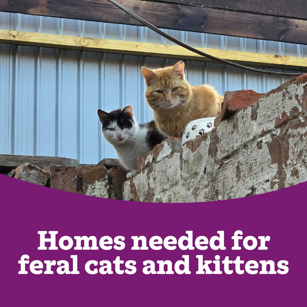 Cats Protection Glasgow Branch tweet media