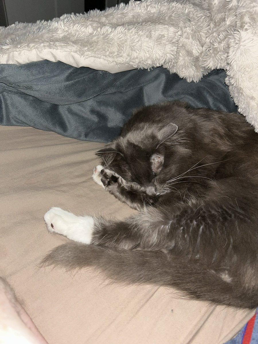 spokermann's tweet image. Baby is struggling to stay asleep bc he has a cut on his tail :(( taking him to the vet tomorrow but everyone tell Ben he’s being the bravest boy ❤️