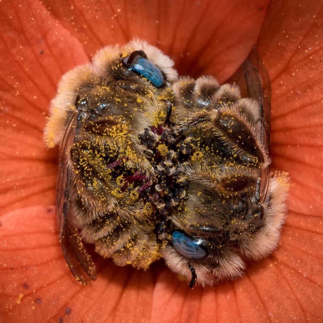 Bees sleep between 5-8 hours a day, when they get tired they can fall asleep in flowers  holding each other’s feet

📸 Joe Neely