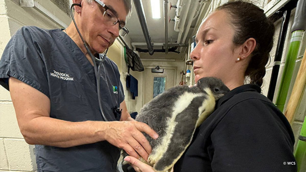 centralparkzoo's tweet image. Say hello to our gentoo penguin chick! Born June 13 and foster-reared by a gentoo penguin pair, this healthy 5-pound youngster will be introduced to the exhibit when it’s about 3-4 months old, after it has finished molting into its adult feathers and can swim and navigate better.