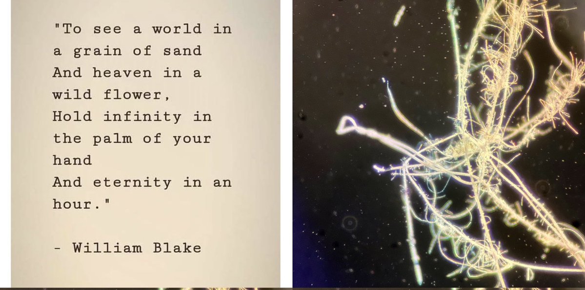 markowenmartin's tweet image. I love astronomy and microbiology. My eyes are awful so eyepieces don’t work well for me (oh to have a good screen). But this bit of William Blake inspires me inward and outward. What lives in this microscopic tangle of filaments? #Wonder
