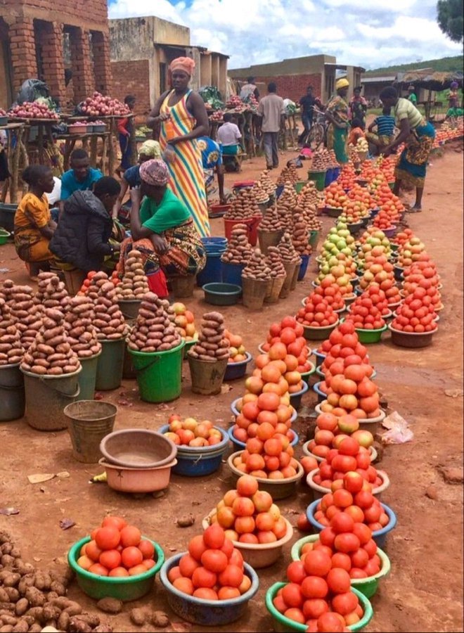 RightCohen's tweet image. Agriculture has provided employment opportunities to many people across the planet.
We should never undermine it. It's one of the highly sensitive sectors, world wide.
Like and Repost.
Follow me for daily farming News and Tips.
#LetsFarmTogether