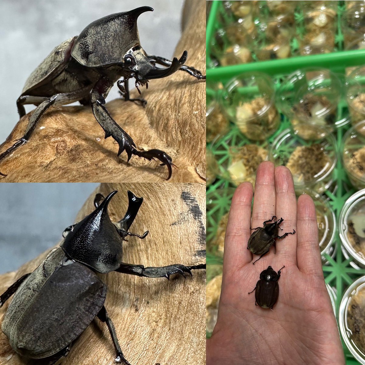 lbjkhomac's tweet image. 🔻新着メキシコ便より
▪️モンゾーニコフキ
Spodistes monzoni
まだ累代続けてる人いるかな? うちで輸入したのは15年ぶりくらい メキシコまで行かないとコンディションの良い個体は入らない