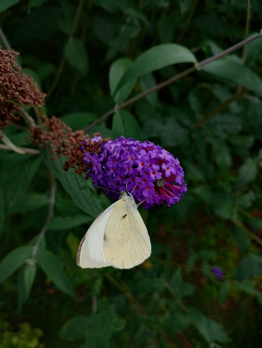 PhilipSimons18's tweet image. Large white on buddleia
What are you seeing during this year's #BigButterflyCount?
@savebutterflies