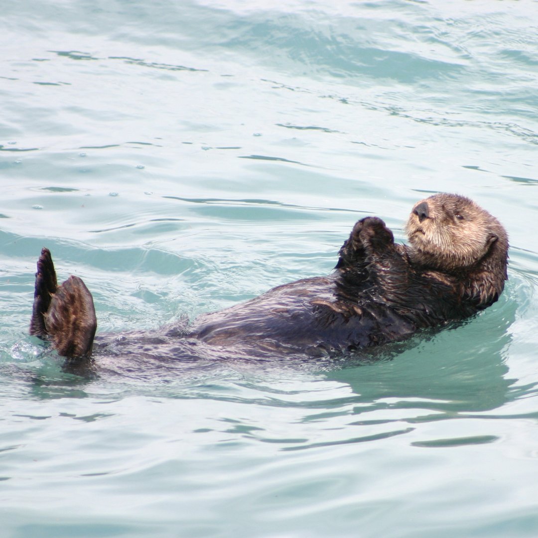 CWF_FCF's tweet image. 🦦 Did you know Sea Otters use tools? These clever marine mammals use rocks to crack open clams and urchins – and even stash their favourites in a pouch of skin under their front legs!
Learn more: hww.ca | @hww_ffdp