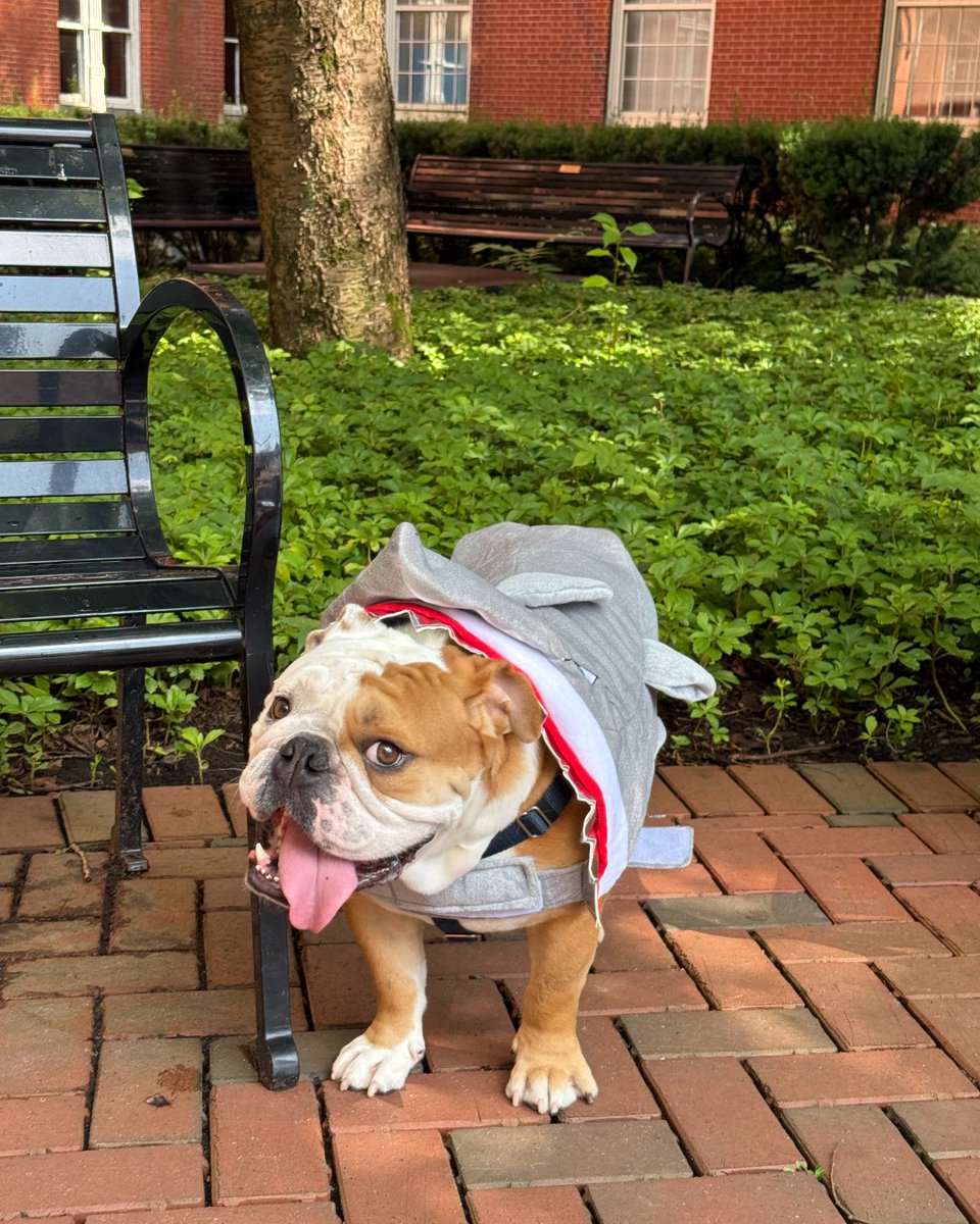 Shark bait hoo ha ha #SharkWeek