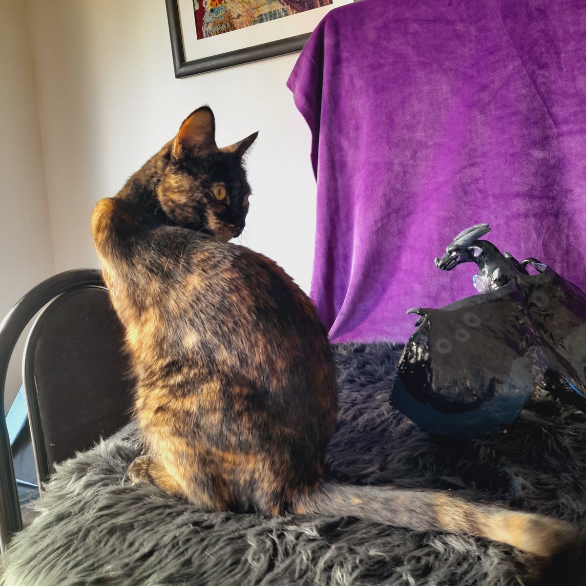 🌌 Galaxy_Ryu 🌌 🔜ArFF2025 (@galaxyryuikki) on Twitter photo Plus:
Cat wanted some photos too,
So cat get photos 🐱 Plus:
Cat wanted some photos too,
So cat get photos 🐱