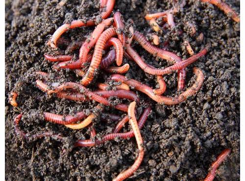 RightCohen's tweet image. FARMING FACT:
The presence of earthworms in the soil means a lot as it is one of the key signs of a fertile soil.
#QUESTION: Do you see earthworms in your farmland, especially during cultivation?
Comment, Like & Repost.
Follow me for daily farming News & Tips.
#LetsFarmTogether