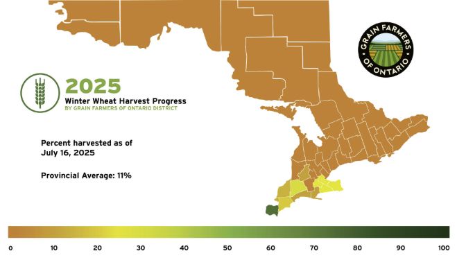 GrainFarmers's tweet image. Explore the newly launched Field Progress from GFO. This page provides weekly updates on planting and harvest progress across Ontario, broken down by district. It currently features winter wheat harvest progress. #OntAg
🔗 buff.ly/aWrwMfz