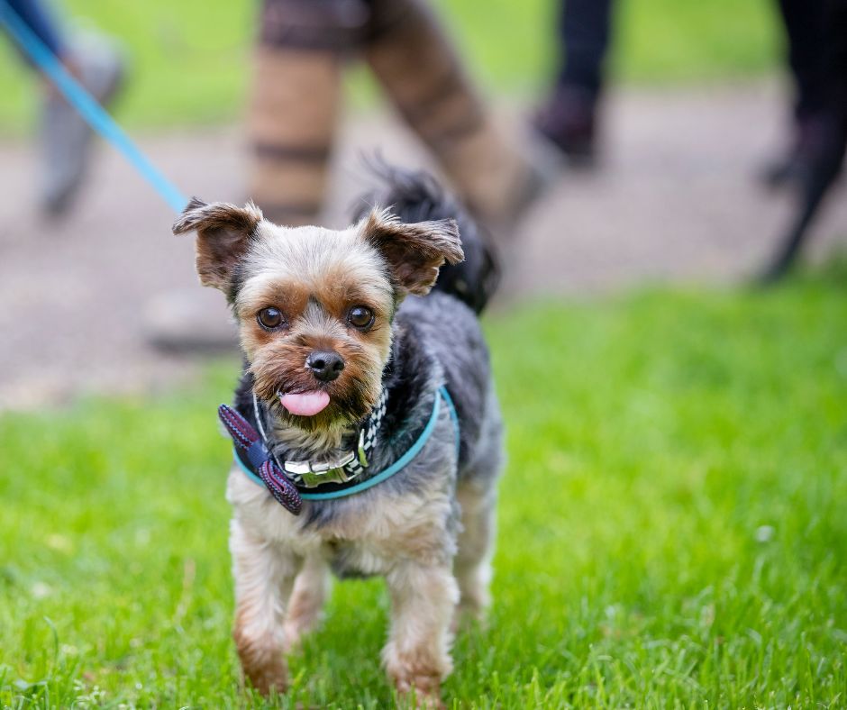 TheParksTrust's tweet image. We have a few spaces available on our Woof Walk this Saturday (26 July)! 🐾
We’ll be exploring the beautiful Waterhall Park on a group dog walk at 10am.
Book for £1 per dog: ow.ly/2vfg50WtS0c
