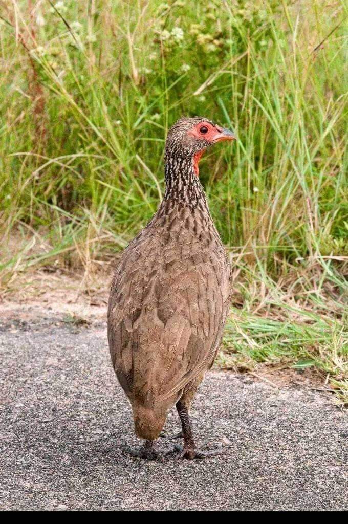 zoomafrika1's tweet image. In Swahili Tanzania, they call it Kware.What do you call it in your Native language?