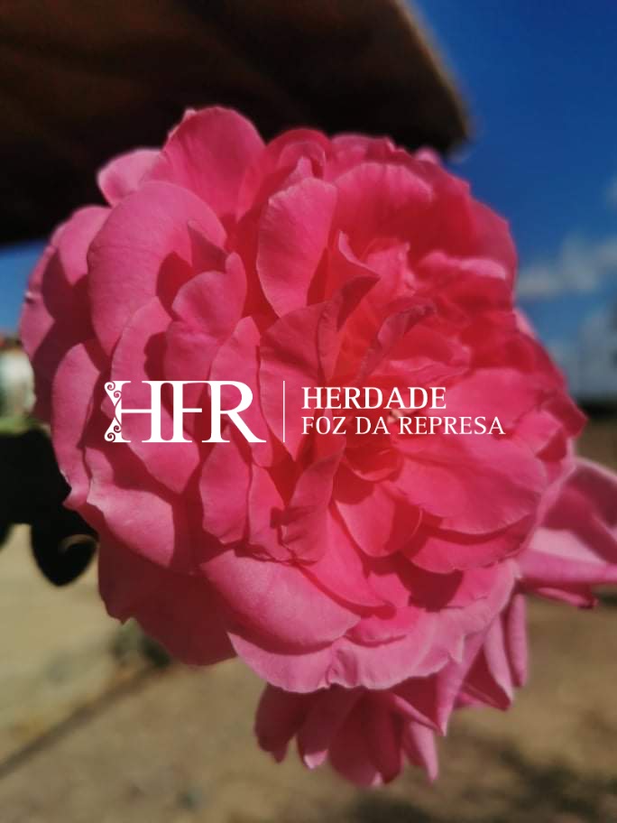 HerdadeFozdaRep's tweet image. Fibrant colours and great smells
HerdadeFozDaRepresa.com
#Flowers #Alentejo