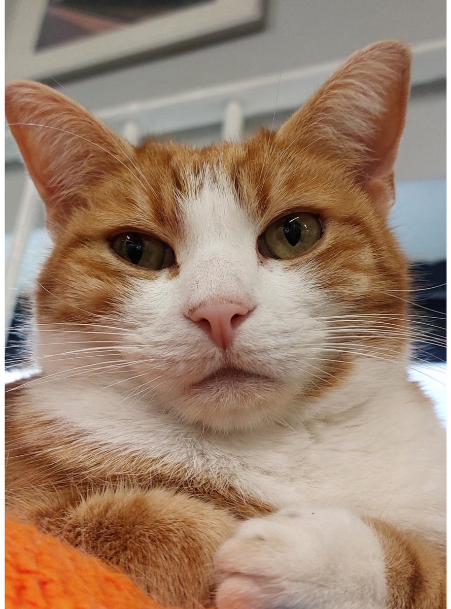 George The Stourbridge Junction Station Cat tweet media