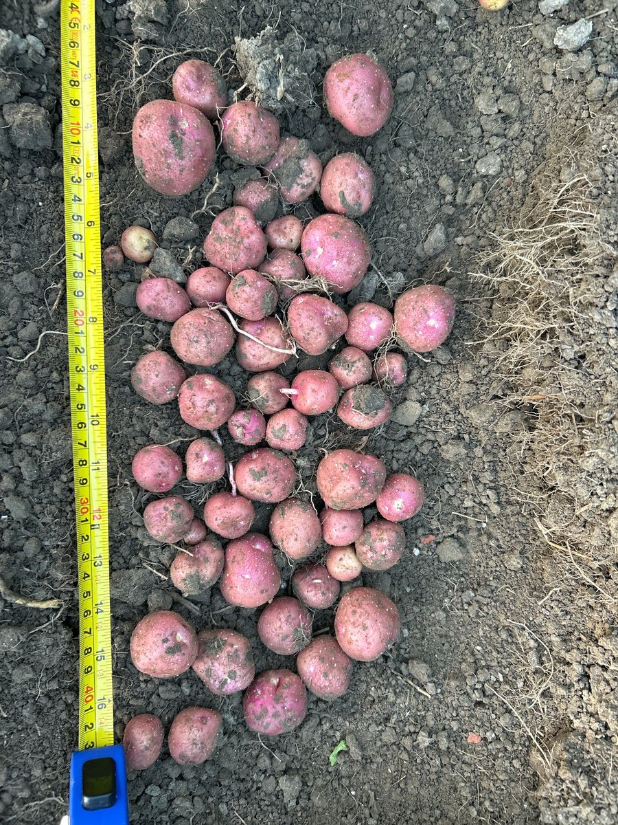 Anko Havinga tweet media