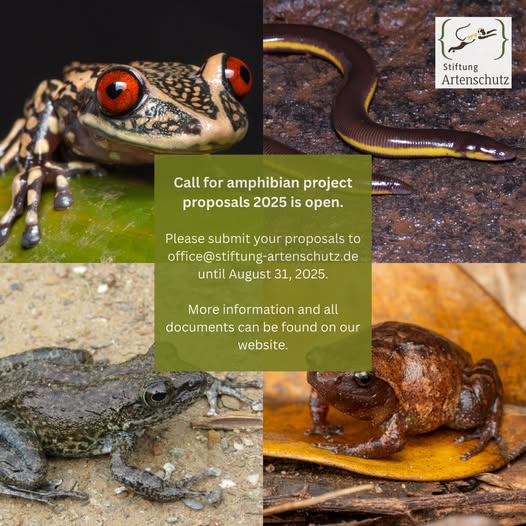 IUCN_ASG's tweet image. 📢Apply now!

Applications are open for the Stiftung Artenschutz amphibian conservation grants. 

Submit your amphibian project proposals to office@stiftung-artenschutz.de by August 31, 2025.

Learn more and access all documents at:
stiftung-artenschutz.de/en_US/grants/
stiftung-artenschutz.de/foerderung/