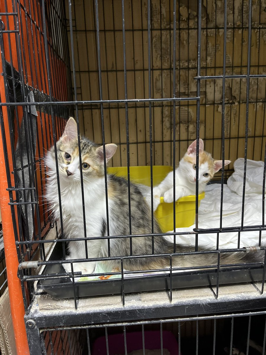 MÜKEMMEL bişey oldu ve Yulafı almaya giden <a href="/pupahava/">t ♭♪ 🎬📽🎞</a> Lokumu da bırakamadı ve 2sini birden aldı 😭😭😭 
Şimdi Rüya’m kaldı bi tek ona da mükemmel bi yuva buluruz umarım ❤️‍🩹