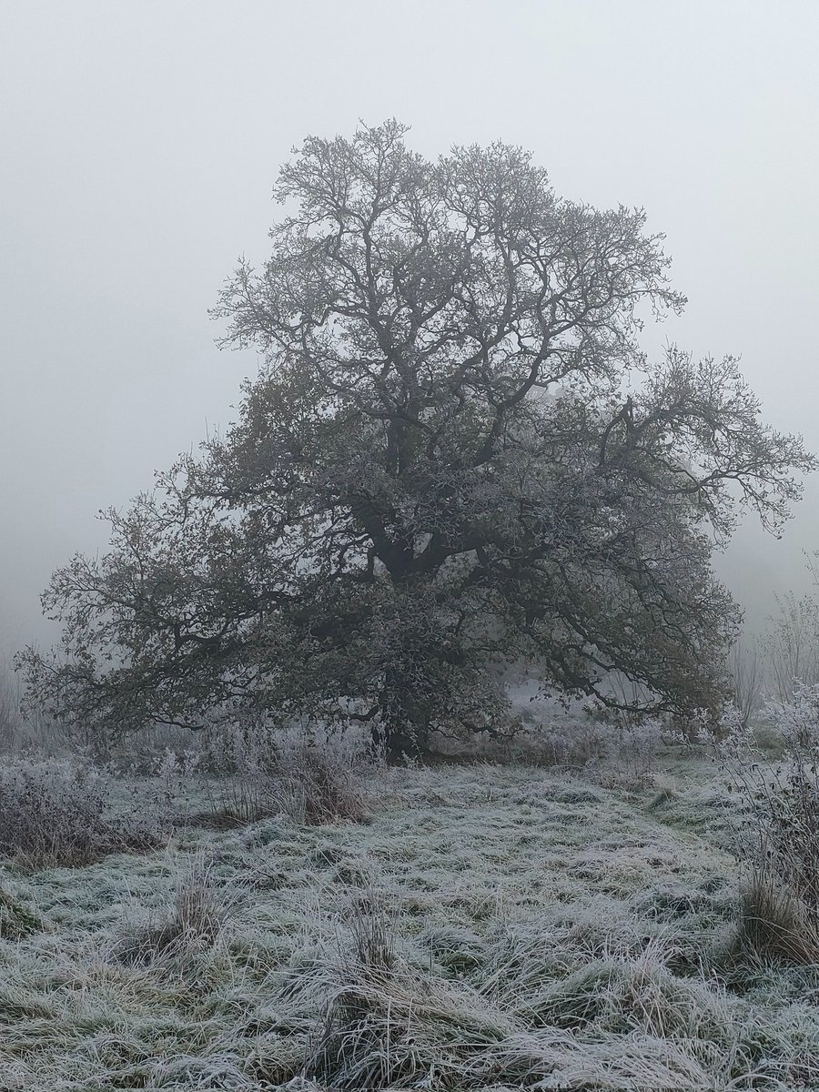 Tree_Folklore's tweet image. For the ancient Norse, Oak trees were sacred, As they were for most other European people 🌳🙏🏻 

The Oak is closely linked with Thor, the God of Thunder and protector of mankind. The association with Thor made the Oak a symbol of protection against the fierce Winter storms that…