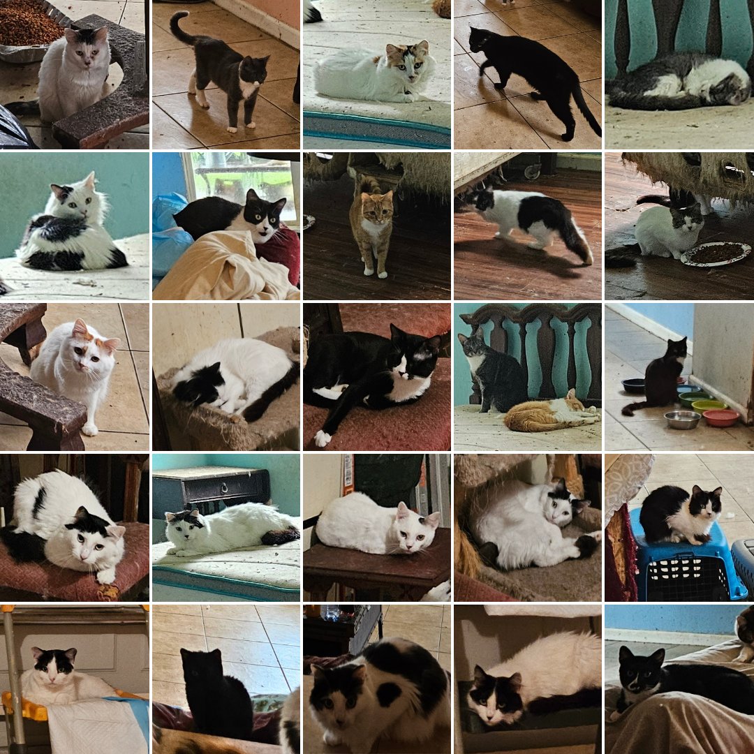 Yesterday, Flagler County Sheriff’s Office deputies responded to a residential welfare check in the R-section of Palm Coast. Deputies found an elderly resident was trying to care for 96 cats living inside the home. Deputies did not find any intentional animal neglect or abuse but