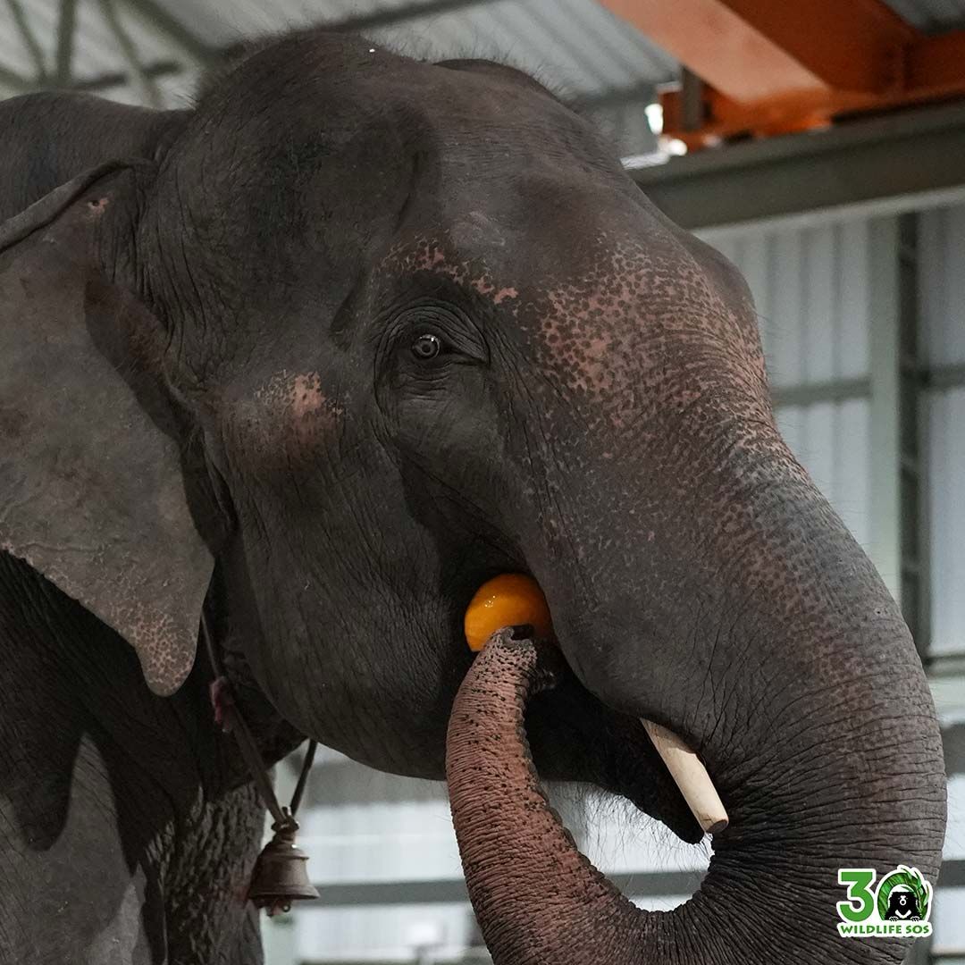 WildlifeSOS's tweet image. Hari is finally safe- and inside the Elephant Hospital Campus.
After a long and carefully managed journey, he has taken his first steps into a space built for healing. Our veterinary team is now conducting initial assessments to understand his condition and begin the treatment he…