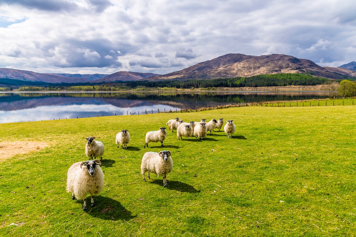 Sheep at Loch Eil, near Fort William, on a summers day. Scotland 🏴󠁧󠁢󠁳󠁣󠁴󠁿🏴󠁧󠁢󠁳󠁣󠁴󠁿🏴󠁧󠁢󠁳󠁣󠁴󠁿

Copyright I ID 444470637 I Stock.Adobe.com