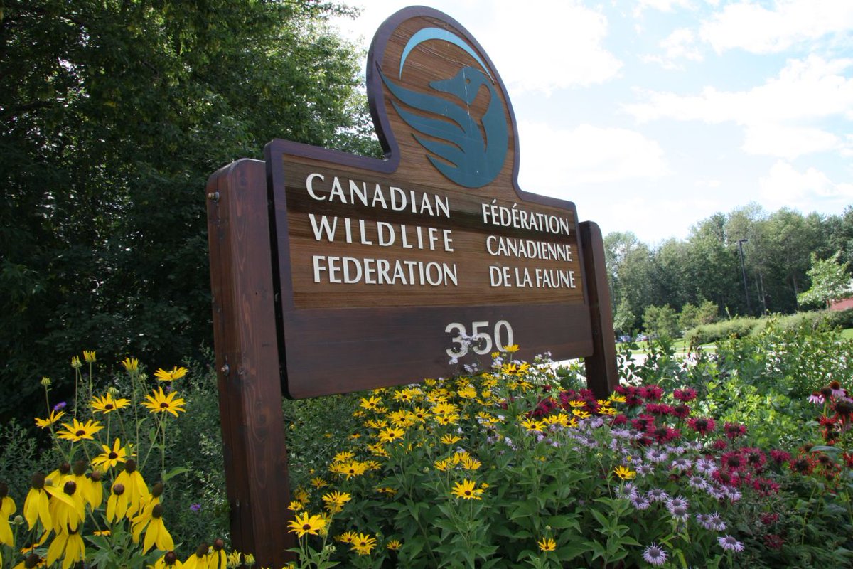 CWF_FCF's tweet image. Just a few days away! 📅
Join us this Saturday, July 26, between 10 am and 12 pm at our Wildlife-friendly Demonstration Garden in Kanata, Ontario!
Come get inspired to garden with wildlife in mind!
📍 350 Michael Cowpland Drive, Kanata, ON