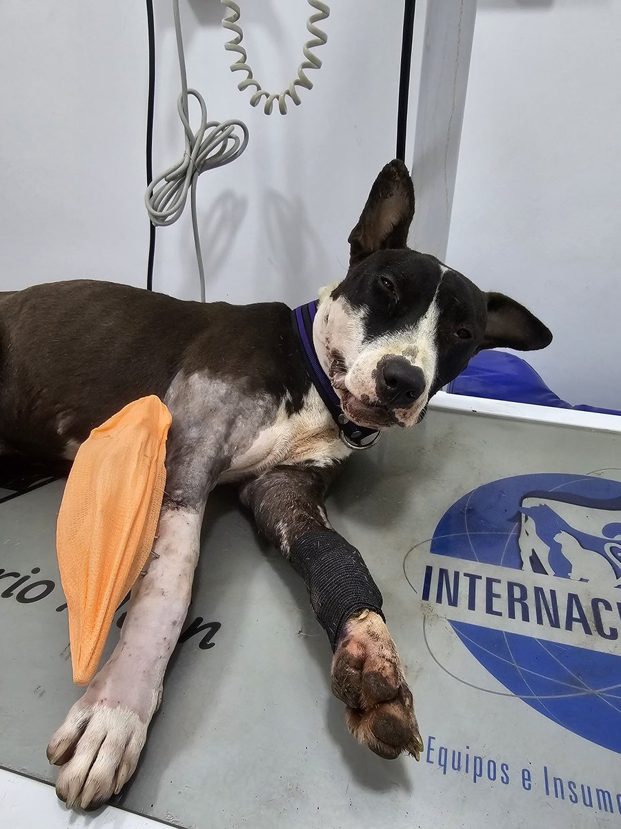 En Montería, los animales se respetan. Quien los agrede, debe responder ante la justicia.